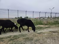 Qoç, Qoyunlar — foto 2