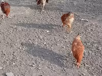 Chickens — foto 8