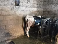 Bull, Holstein breed — photo 3