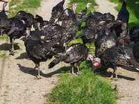 Turkeys — 照片 1