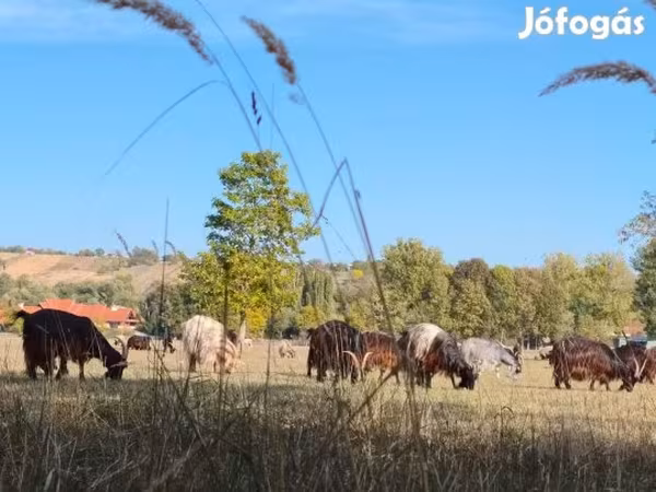 Vaca, Bovinos
