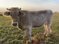 Krowa, Swiss cattle — zdjęcie 3