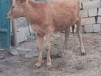 Cow, Cattle — photo 2