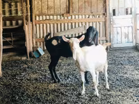 Billy Goat, Kamori goats — photo 2