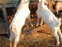 Ziegenbock, Ziegen — Foto 3