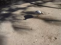 Guinea fowl — Foto 3