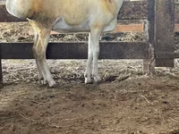 Ram, Sheep — photo 2