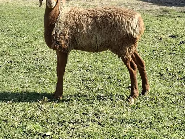 Ram, Sheep