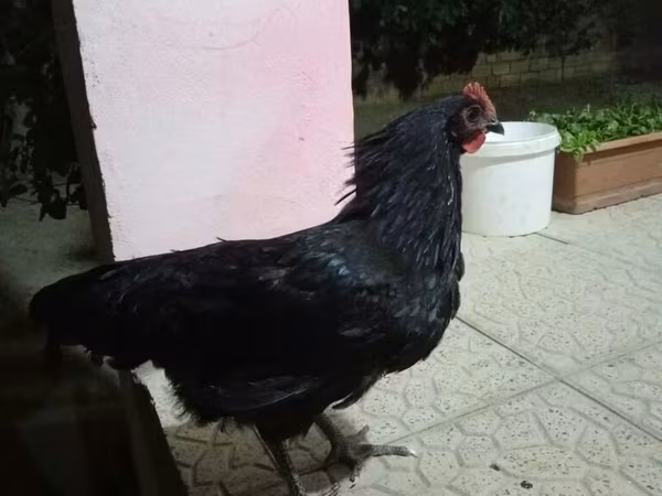 Chickens