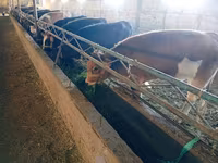 Krava, Swiss cattle — foto 3