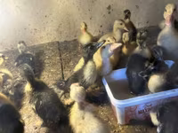 Ducks — photo 1