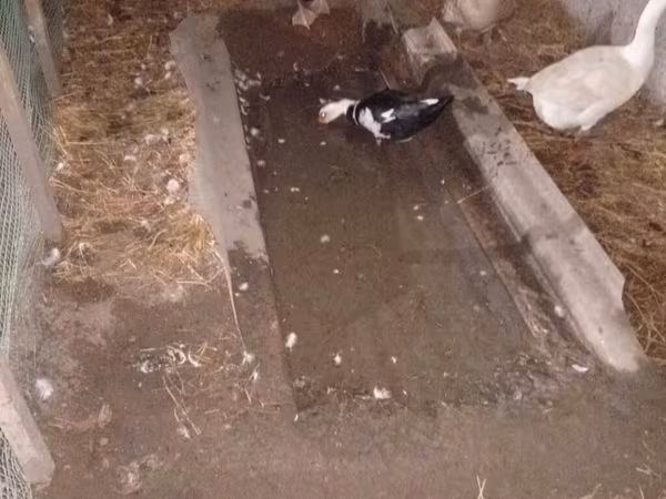 Ducks — Azərbaycan