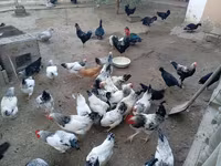 Chickens — Foto 2
