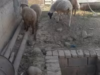 Qoç, Qoyunlar — foto 4