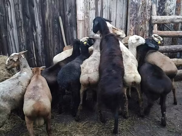 Ram, Sheep