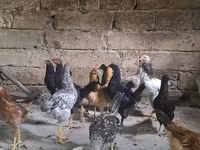 Chickens — photo 2