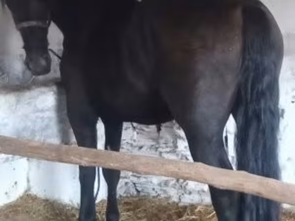 घोड़ा, Friesian
