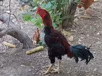 Chickens — फ़ोटो 2