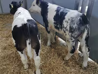 Bovinos (lote, sexo no especificado), Raza Holstein — foto 8