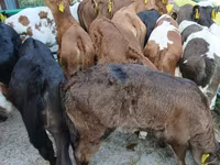 गाय, लिमोज़िन गाय — फ़ोटो 2
