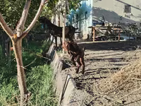Ziege, Kamori goats — Foto 5