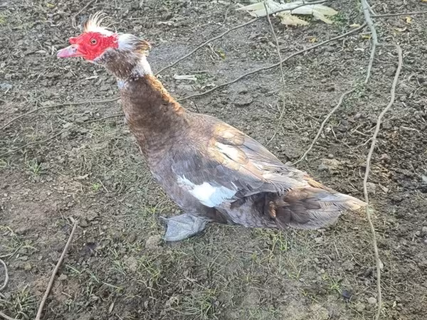 Domestic Muscovy — Azerbaijan
