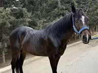 Horse (M), Thoroughbred horse — photo 2
