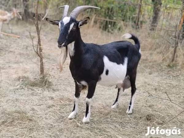 Koza, Toggenburg goat