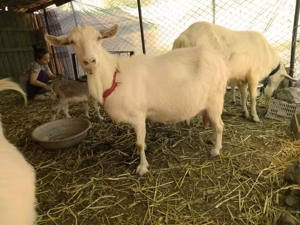 Keçilər (partiya, cinsi göstərilməyib), Saanen goat