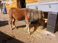 Cavalo, Cavalos — foto 2