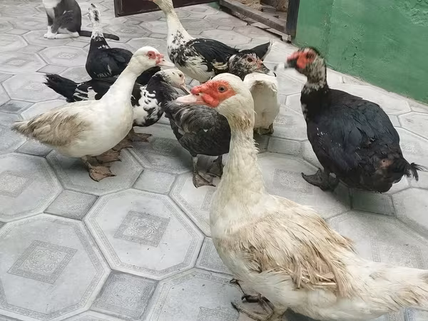 Domestic Muscovy — Azerbaijan