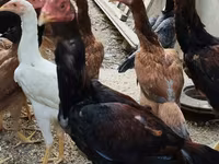Chickens — photo 5
