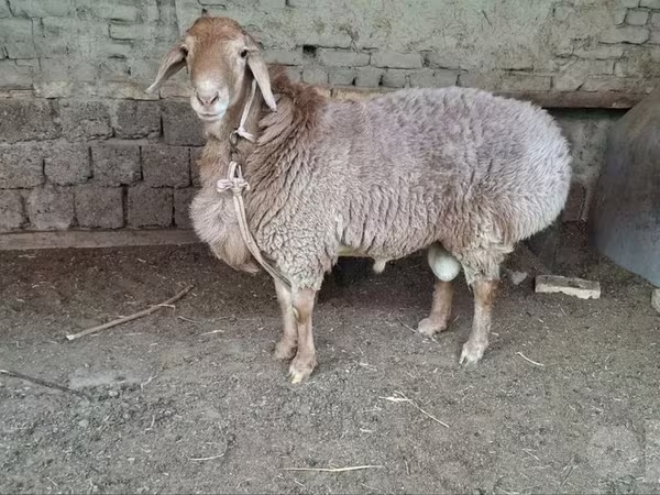 Qoç, Qoyunlar