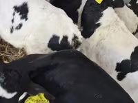 Cattle (batch, sex not specified), Cattle — photo 1