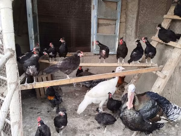 Chickens — Azerbaijan