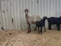 Qoyun, Arashan sheep — foto 2