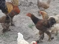 Brahma — foto 7