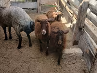 Sheep, Sheep — photo 2