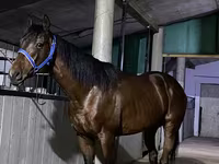 Horse (M), Arabian horse — photo 1