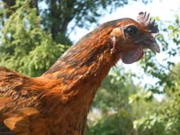 Chickens — photo 7