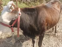 गाय, मवेशी — फ़ोटो 2