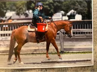At, Quarter Horse — foto 4