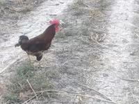 Chickens — फ़ोटो 1