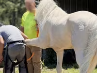 At, Kentucky mountain daddle horse — foto 5
