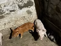 Säue, Schweine — Foto 3