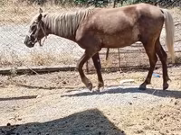 Horses (batch, sex not specified), Horses — photo 2