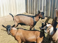 Billy Goat, Nubian Goat — photo 4