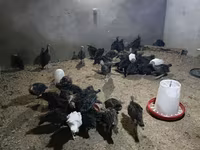 Turkeys — foto 5
