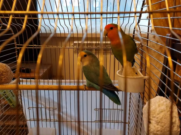 Məhsul: Sevgi quşları (agapornis) cütü və qəfəs dəsti Təsvir: - Növ