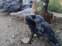 Domestic Muscovy — photo 3